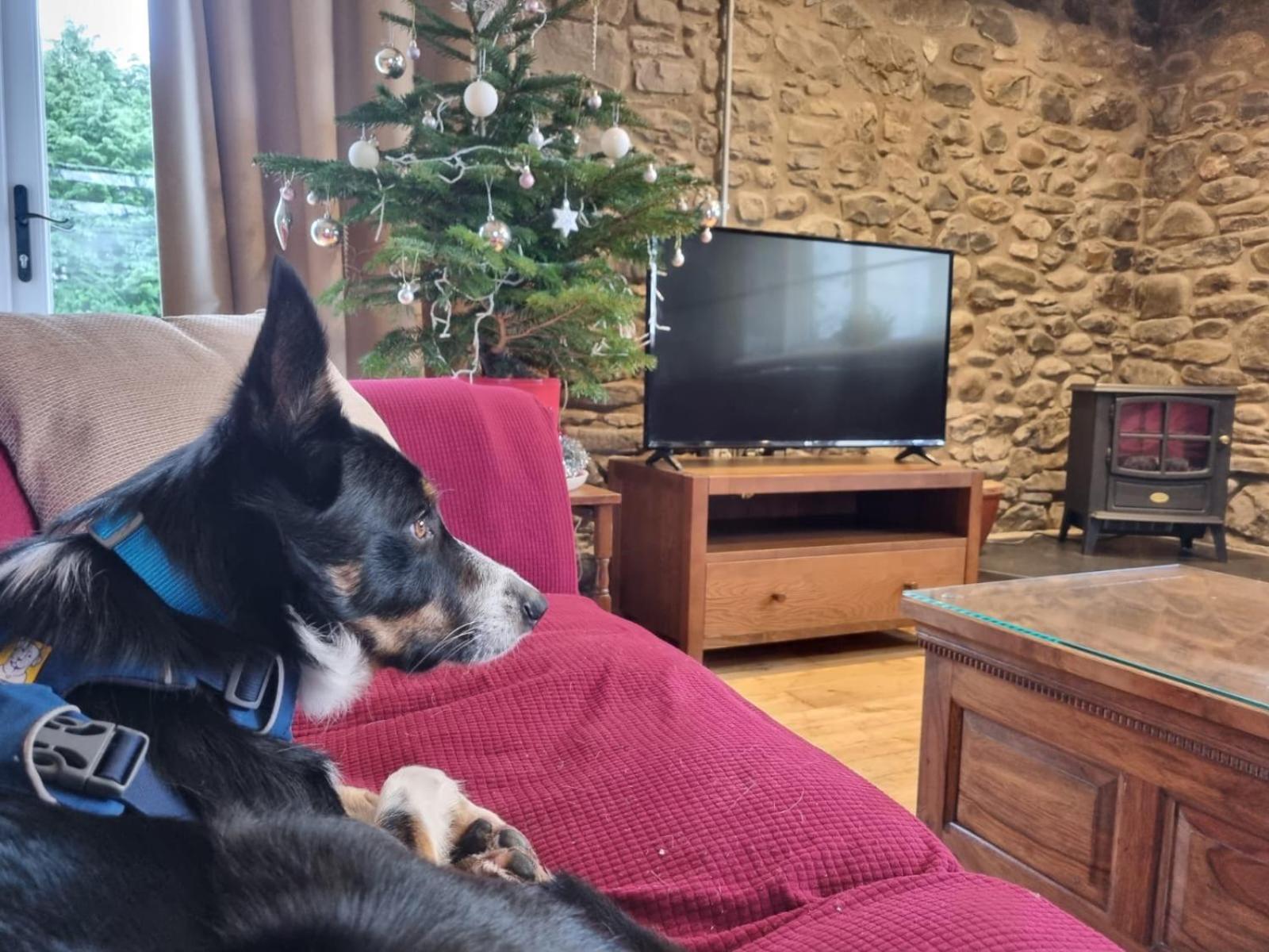 Pippin Lodge Llanwrda Ngoại thất bức ảnh